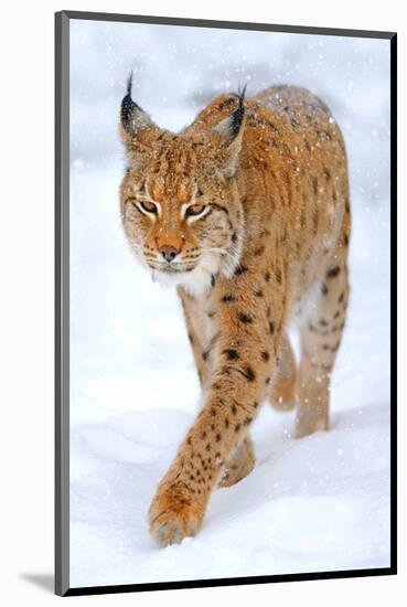 Beautiful Wild Lynx In Winter-null-Mounted Art Print