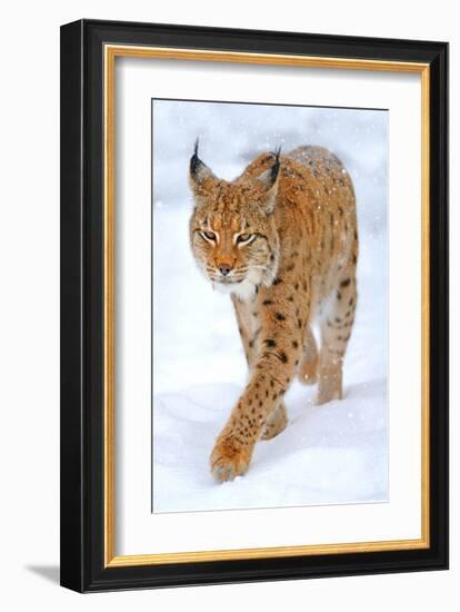 Beautiful Wild Lynx In Winter-null-Framed Art Print