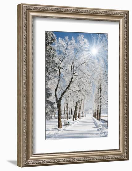 Beautiful Winter Landscape with Snow Covered Trees-Leonid Tit-Framed Photographic Print