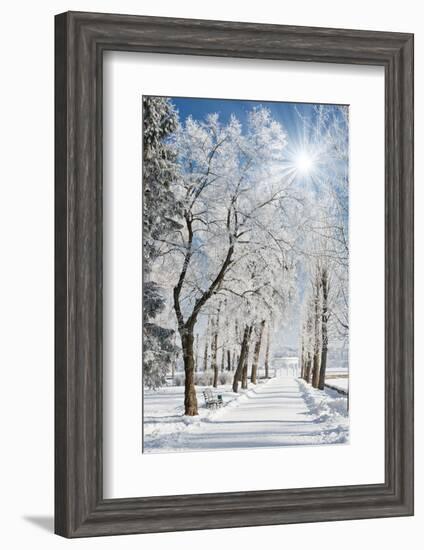 Beautiful Winter Landscape with Snow Covered Trees-Leonid Tit-Framed Photographic Print