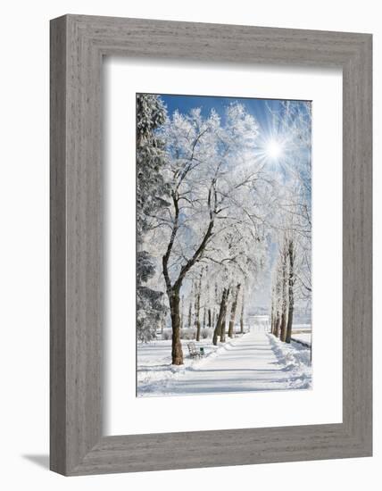 Beautiful Winter Landscape with Snow Covered Trees-Leonid Tit-Framed Photographic Print