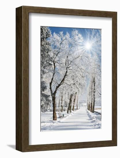 Beautiful Winter Landscape with Snow Covered Trees-Leonid Tit-Framed Photographic Print