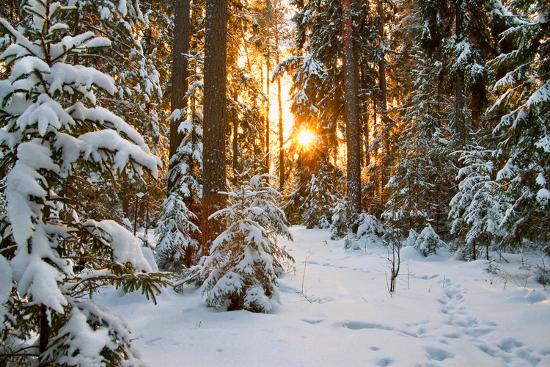 Beautiful Winter Landscape With Sunset In The Forest Photographic Print Yanikap Art Com Beautiful Winter Landscape With Sunset In The Forest Photographic Print Yanikap Art Com