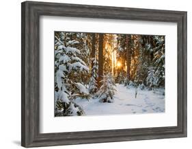 Beautiful Winter Landscape with Sunset in the Forest-yanikap-Framed Photographic Print
