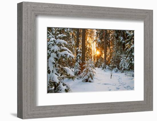 Beautiful Winter Landscape with Sunset in the Forest-yanikap-Framed Photographic Print