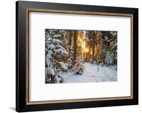 Beautiful Winter Landscape with Sunset in the Forest-yanikap-Framed Photographic Print