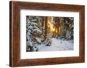 Beautiful Winter Landscape with Sunset in the Forest-yanikap-Framed Photographic Print