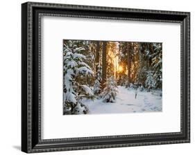 Beautiful Winter Landscape with Sunset in the Forest-yanikap-Framed Photographic Print