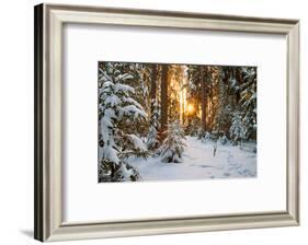 Beautiful Winter Landscape with Sunset in the Forest-yanikap-Framed Photographic Print
