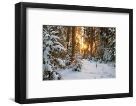Beautiful Winter Landscape with Sunset in the Forest-yanikap-Framed Photographic Print