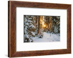 Beautiful Winter Landscape with Sunset in the Forest-yanikap-Framed Photographic Print