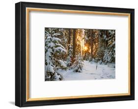Beautiful Winter Landscape with Sunset in the Forest-yanikap-Framed Photographic Print