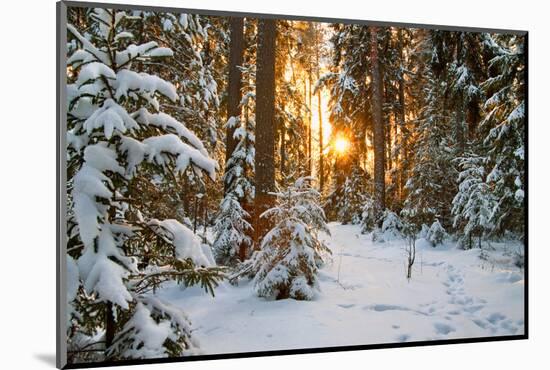 Beautiful Winter Landscape with Sunset in the Forest-yanikap-Mounted Photographic Print