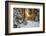 Beautiful Winter Landscape with Sunset in the Forest-yanikap-Framed Photographic Print