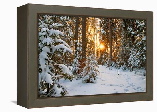 Beautiful Winter Landscape with Sunset in the Forest-yanikap-Framed Premier Image Canvas