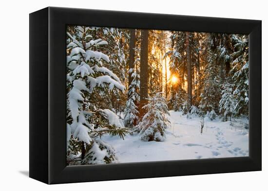 Beautiful Winter Landscape with Sunset in the Forest-yanikap-Framed Premier Image Canvas