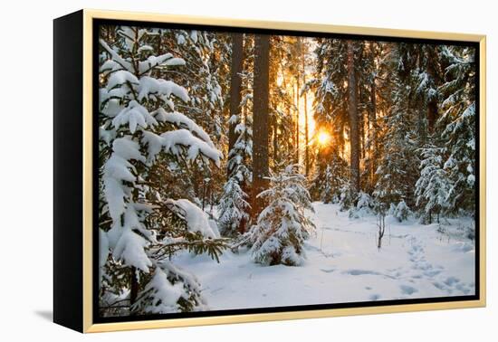 Beautiful Winter Landscape with Sunset in the Forest-yanikap-Framed Premier Image Canvas