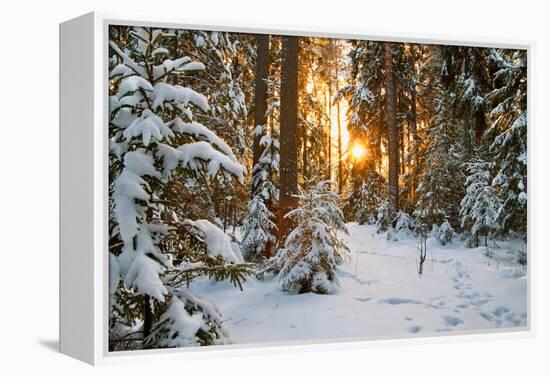 Beautiful Winter Landscape with Sunset in the Forest-yanikap-Framed Premier Image Canvas