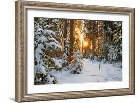 Beautiful Winter Landscape with Sunset in the Forest-yanikap-Framed Photographic Print