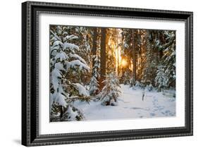 Beautiful Winter Landscape with Sunset in the Forest-yanikap-Framed Photographic Print