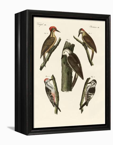 Beautiful Woodpeckers-null-Framed Premier Image Canvas