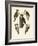 Beautiful Woodpeckers-null-Framed Giclee Print