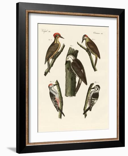 Beautiful Woodpeckers-null-Framed Giclee Print