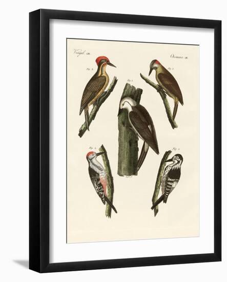 Beautiful Woodpeckers-null-Framed Giclee Print