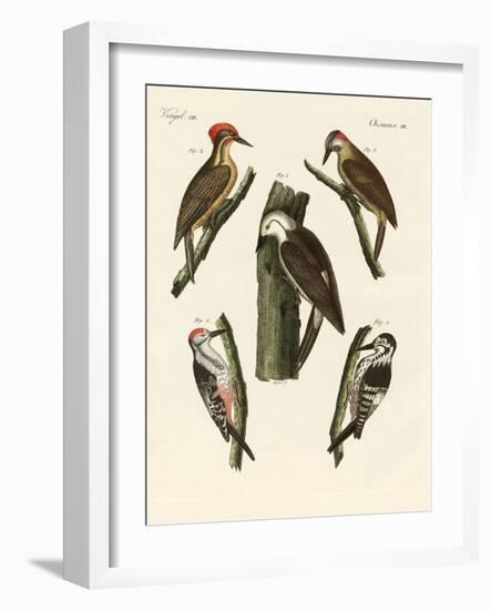 Beautiful Woodpeckers-null-Framed Giclee Print