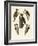 Beautiful Woodpeckers-null-Framed Giclee Print