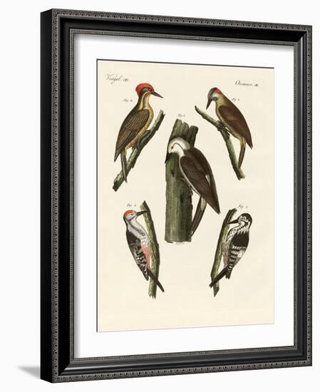 Beautiful Woodpeckers-null-Framed Giclee Print