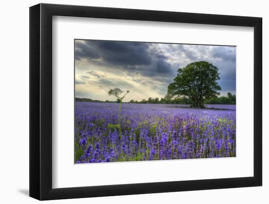 Beautifully Detailed and Vibrant Lavender Field Landscape at Sunset-Veneratio-Framed Photographic Print