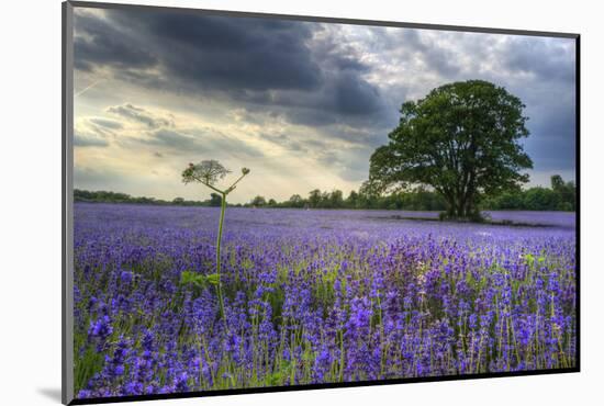 Beautifully Detailed and Vibrant Lavender Field Landscape at Sunset-Veneratio-Mounted Photographic Print