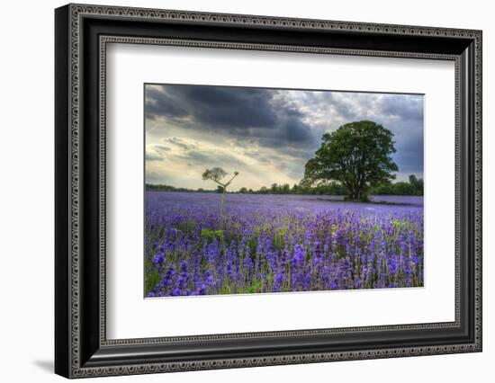 Beautifully Detailed and Vibrant Lavender Field Landscape at Sunset-Veneratio-Framed Photographic Print