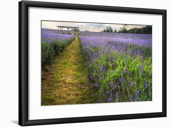 Beautifully Detailed and Vibrant Lavender Field Landscape at Sunset-Veneratio-Framed Photographic Print