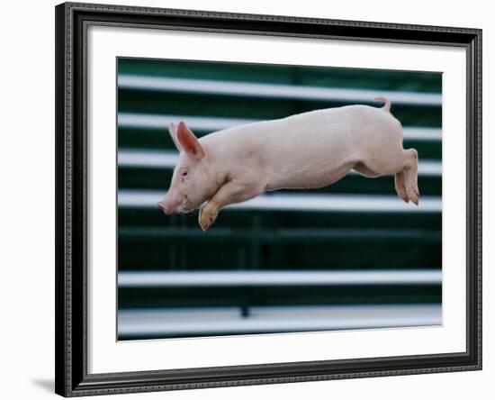 Beauty a 20-Week-Old Pig Flies Through the Air-Mark Baker-Framed Photographic Print