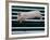 Beauty a 20-Week-Old Pig Flies Through the Air-Mark Baker-Framed Photographic Print