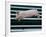 Beauty a 20-Week-Old Pig Flies Through the Air-Mark Baker-Framed Photographic Print