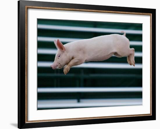 Beauty a 20-Week-Old Pig Flies Through the Air-Mark Baker-Framed Photographic Print