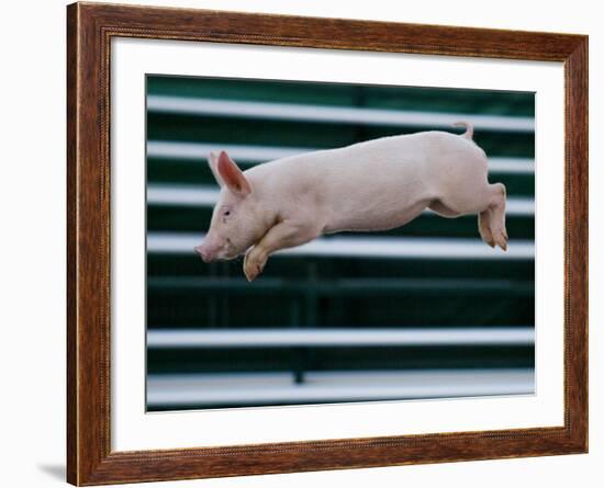 Beauty a 20-Week-Old Pig Flies Through the Air-Mark Baker-Framed Photographic Print