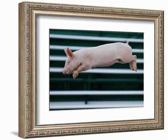 Beauty a 20-Week-Old Pig Flies Through the Air-Mark Baker-Framed Photographic Print