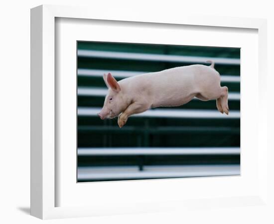 Beauty a 20-Week-Old Pig Flies Through the Air-Mark Baker-Framed Photographic Print