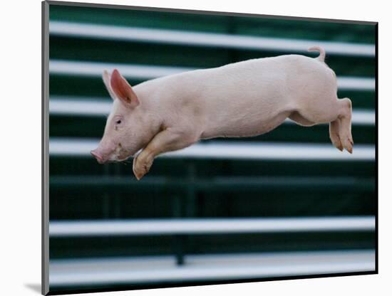 Beauty a 20-Week-Old Pig Flies Through the Air-Mark Baker-Mounted Photographic Print