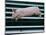 Beauty a 20-Week-Old Pig Flies Through the Air-Mark Baker-Mounted Photographic Print