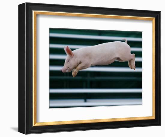 Beauty a 20-Week-Old Pig Flies Through the Air-Mark Baker-Framed Photographic Print