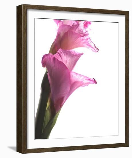 Beauty in the Bloom I-Monika Burkhart-Framed Photo
