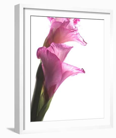 Beauty in the Bloom I-Monika Burkhart-Framed Photo