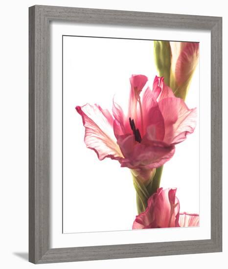 Beauty in the Bloom II-Monika Burkhart-Framed Photo