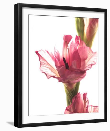 Beauty in the Bloom II-Monika Burkhart-Framed Photo