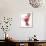 Beauty in the Bloom II-Monika Burkhart-Framed Photo displayed on a wall
